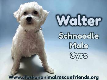Poodle Dogs Available for Adoption - Walter | PetCurious