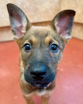 Ginger -  Shepherd Dog for Adoption in Novato, California - Ginger | PetCurious