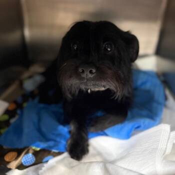 Duke -  Schnauzer and Mixed Breed Dog for Adoption in Fort Smith, Arkansas - Duke | PetCurious