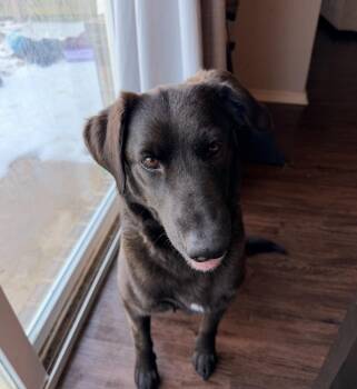 Labrador Retriever Dogs Available for Adoption - Campeau / Cocoa | PetCurious