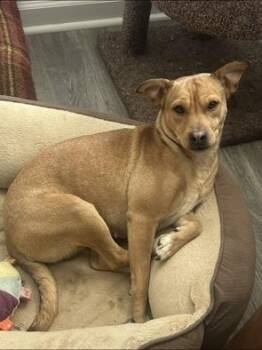 Rescue Feist Dogs for Adoption in Kings Mountain, North Carolina - Phoenix | PetCurious