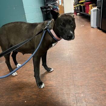 Belgian Shepherd Malinois and Akita Dogs Available for Adoption in East St. Louis, Illinois - Marcia | PetCurious