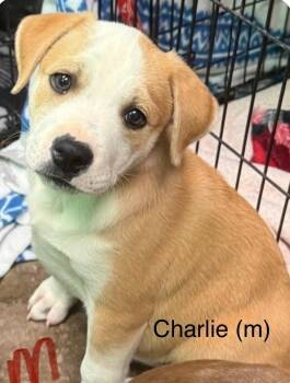 Charlie (Seven Wonders 2026) -  Pit Bull Terrier and Mixed Breed Dog for Adoption - Charlie (Seven Wonders 2026) | PetCurious