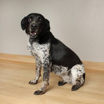 Australian Cattle Dog Blue Heeler and Mixed Breed Dogs Available for Adoption in Minnetonka, Minnesota - Havana D68877 | PetCurious