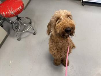 PANCHA -  Mixed Breed Dog for Adoption in Santa Fe, New Mexico - PANCHA | PetCurious