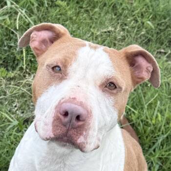 Cutie -  Pit Bull Terrier Dog for Adoption in Brenham, Texas - Cutie | PetCurious