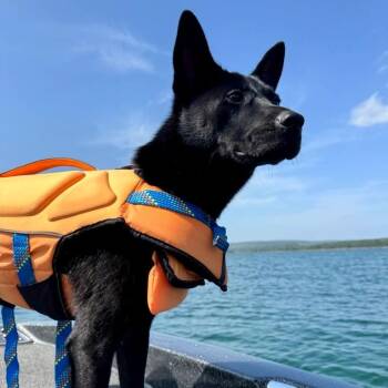 Shade 26-056 -  Shepherd and Mixed Breed Dog for Adoption in Little Rock, Arkansas - Shade 26-056 | PetCurious