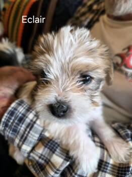 Terrier and Mixed Breed Dogs Available for Adoption in Broken Arrow, Oklahoma - Eclair | PetCurious