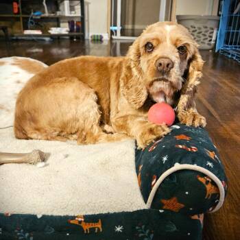 Olivia -  Cocker Spaniel Dog for Adoption in Austin, Texas - Olivia | PetCurious