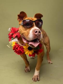 Rufus -  Pit Bull Terrier and Mixed Breed Dog for Adoption in Atlanta, Georgia - Rufus | PetCurious