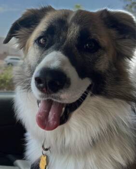 Rescue Australian Shepherd and Border Collie Dogs for Adoption in Ontario, California - Cordy | PetCurious