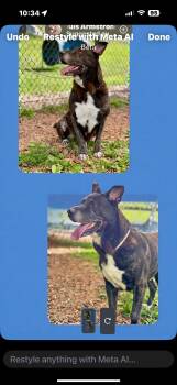 Rescue German Shepherd Dog and Belgian Shepherd Laekenois Dogs for Adoption in Yonkers, New York - Rambo And Rocky | PetCurious