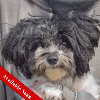 Shih Tzu Dogs Available for Adoption in Huntley, Illinois - Bailey Boo | PetCurious
