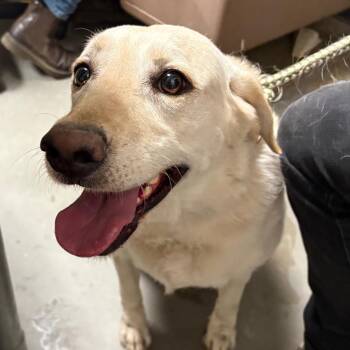Yellow Labrador Retriever Dogs Available for Adoption - April | PetCurious