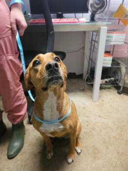 Retriever Dogs Available for Adoption in New Braunfels, Texas - Diamond | PetCurious