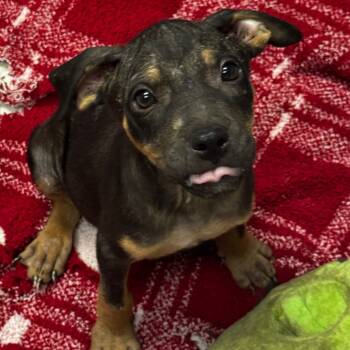 Rescue Terrier Dogs for Adoption in Clarksdale, Mississippi - Casper | PetCurious