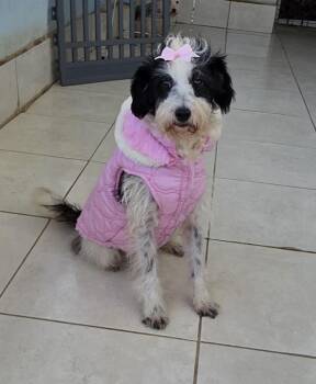 Sinthia -  Poodle and Tibetan Terrier Dog for Adoption in Fallbrook, California - Sinthia | PetCurious
