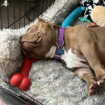 Fiona -  English Bulldog and Pit Bull Terrier Dog for Adoption in Nashville, Tennessee - Fiona | PetCurious