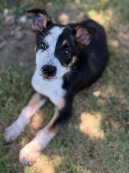 Rescue Belgian Shepherd Malinois and Mixed Breed Dogs for Adoption in Visalia, California - Graphite | PetCurious