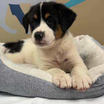 Boomer -  Mixed Breed Dog for Adoption in Fredericksburg, Virginia - Boomer | PetCurious