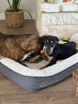 Rescue Hound Dogs for Adoption in Seguin, Texas - Lola | PetCurious