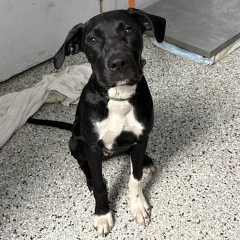 Titan -  Hound and Mixed Breed Dog for Adoption in Hattiesburg, Mississippi - Titan | PetCurious