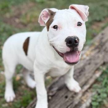 Miranda Lionheart -  American Bulldog Dog for Adoption in Andover, Massachusetts - Miranda Lionheart | PetCurious