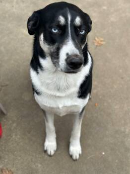 Holly . -  German Shepherd Dog and Husky Dog for Adoption in Eatontown, New Jersey - Holly . | PetCurious