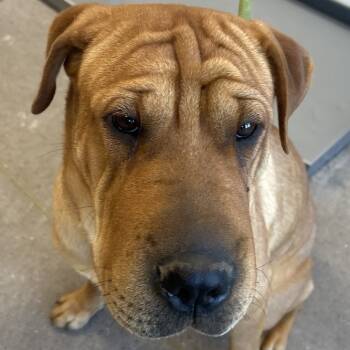 Rescue Mixed Breed Dogs for Adoption in Las Cruces, New Mexico - 99587 | PetCurious