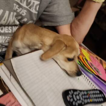 DOBBY -  Chiweenie Dog for Adoption in Chicopee, Massachusetts - DOBBY | PetCurious