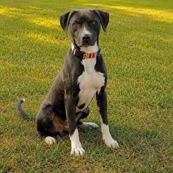 Fazzoli -  Mixed Breed Dog for Adoption in Little Rock, Arkansas - Fazzoli | PetCurious
