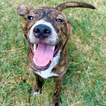 Bayou -  Terrier Dog for Adoption in Lowell, Arkansas - Bayou | PetCurious