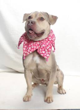 Pit Bull Terrier Dogs Available for Adoption in Burbank, California - FACE | PetCurious