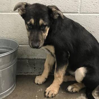 German Shepherd Dog and Mixed Breed Dogs Available for Adoption in Albuquerque, New Mexico - PIE | PetCurious