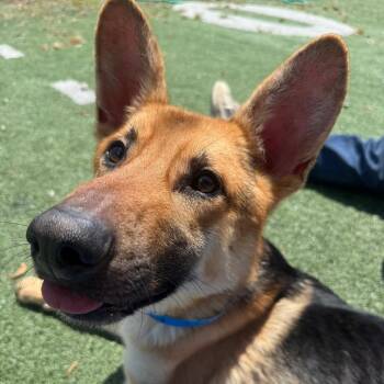 Timon -  Mixed Breed Dog for Adoption in Memphis, Tennessee - Timon | PetCurious