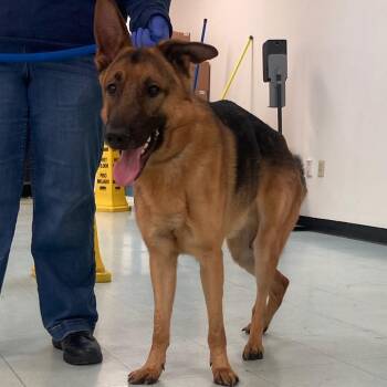 German Shepherd Dog Dogs Available for Adoption in Philadelphia, Pennsylvania - Hughie | PetCurious