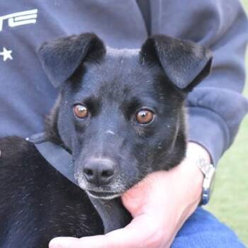 Rescue Chihuahua Dogs for Adoption in Flagstaff, Arizona - Nicky | PetCurious