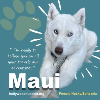 Maui -  Husky and Samoyed Dog for Adoption in Los Angeles, California - Maui | PetCurious
