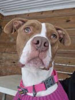 Pit Bull Terrier Dogs Available for Adoption - Noelle | PetCurious