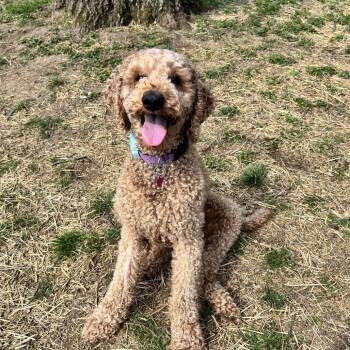 Poodle Dogs Available for Adoption in Cincinnati, Ohio - Ozzy | PetCurious