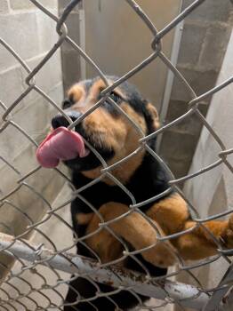 Shepherd Dogs Available for Adoption - Emma  | PetCurious