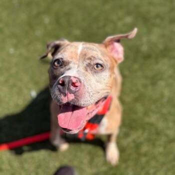 Storm Chaser -  Pit Bull Terrier Dog for Adoption in Philadelphia, Pennsylvania - Storm Chaser | PetCurious