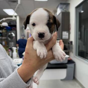 Prague -  Mixed Breed Dog for Adoption in Jupiter, Florida - Prague | PetCurious