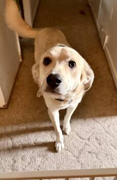 Aero (Waffle) -  Great Pyrenees Dog for Adoption in Deerfield, Wisconsin - Aero (Waffle) | PetCurious