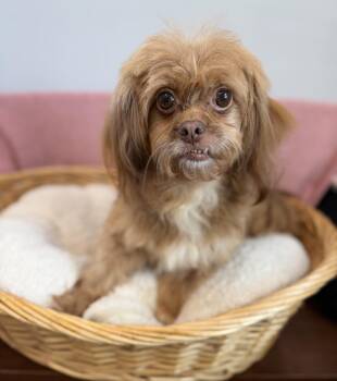 Ginger -  Shih Tzu Dog for Adoption in Lawrenceville, Georgia - Ginger | PetCurious