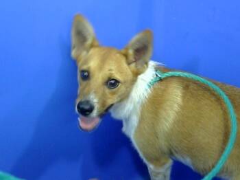 TONI -  Mixed Breed Dog for Adoption in Dallas, Texas - TONI | PetCurious