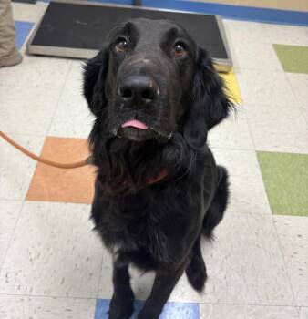 Plott Hound and Labrador Retriever Dogs Available for Adoption in Sioux City, Iowa - Benelli | PetCurious