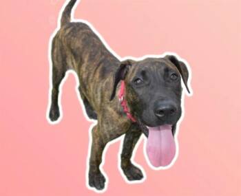 MEADOW -  Plott Hound and Dutch Shepherd Dog for Adoption in Sarasota, Florida - MEADOW | PetCurious