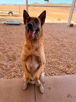 Pike -  Mixed Breed Dog for Adoption in Hurricane, Utah - Pike | PetCurious