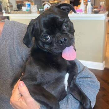 Rescue Pug Dogs for Adoption in Alvin, Texas - Colton | PetCurious